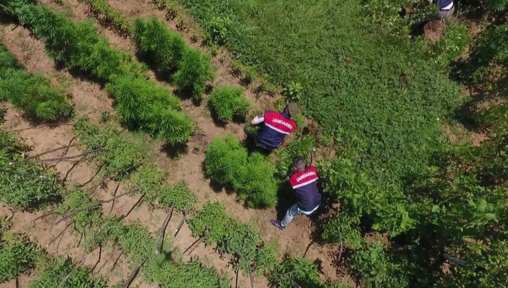 Jandarmadan Drone’lu uyuşturucu operasyonu