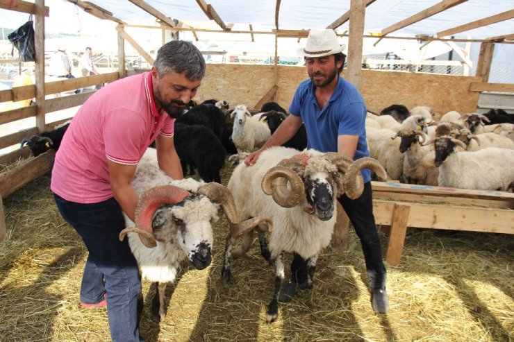 Rıza Baba ve Mesut Komiser alıcılarını bekliyor