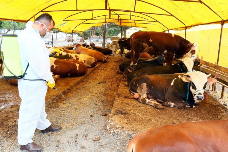 Eyüp’te Kurban Bayramı hazırlıkları devam ediyor