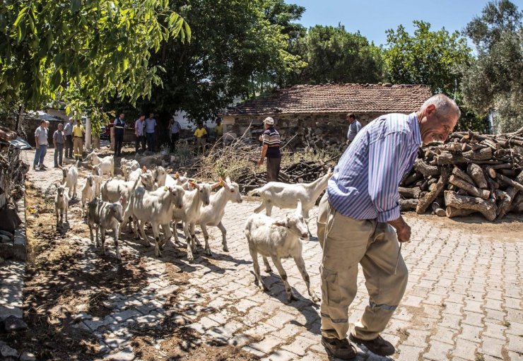 Orman köylülerine keçi desteği