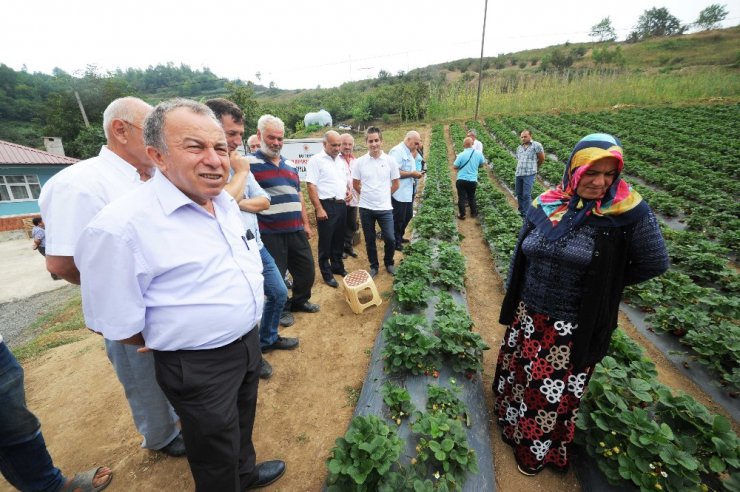 Destekle çilek serası kurdu, eşinden fazla kazanıyor