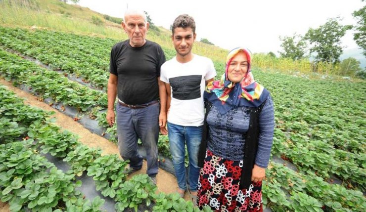 Destekle çilek serası kurdu, eşinden fazla kazanıyor