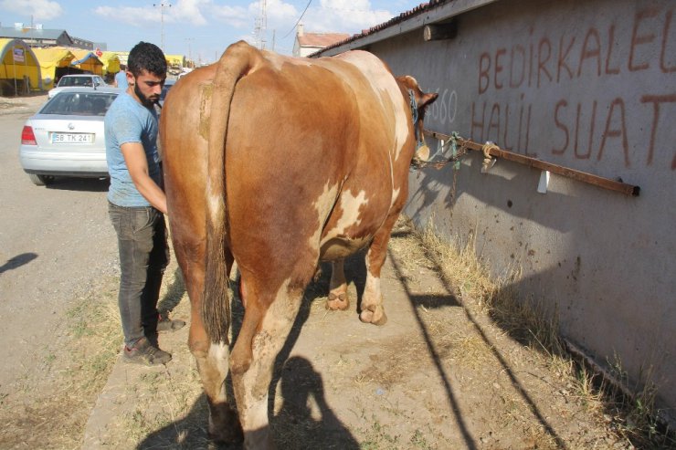 30 bin lira değerindeki ’Polat’ alıcısını bekliyor