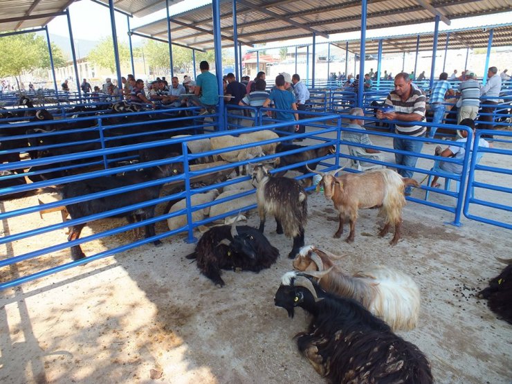 Milas’ta kurbanlık satışları başladı