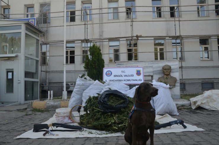 Ahırda 200 kilo esrar ele geçirildi