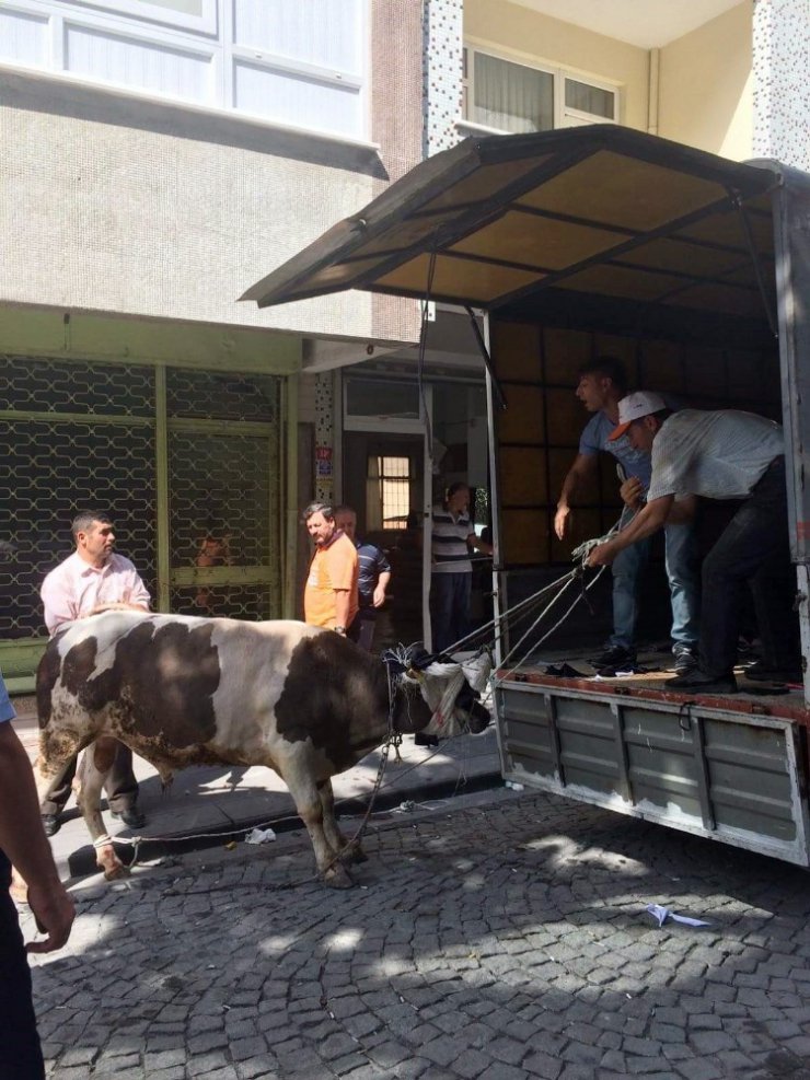 İstanbul’da kaçan boğa dehşet saçtı: 3 yaralı