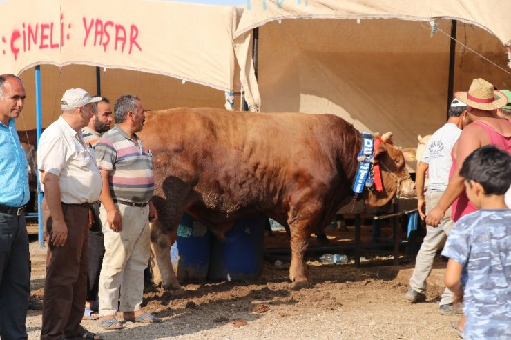 İzmir’in en büyük boğası ‘Akçaovalı’ alıcısını bekliyor