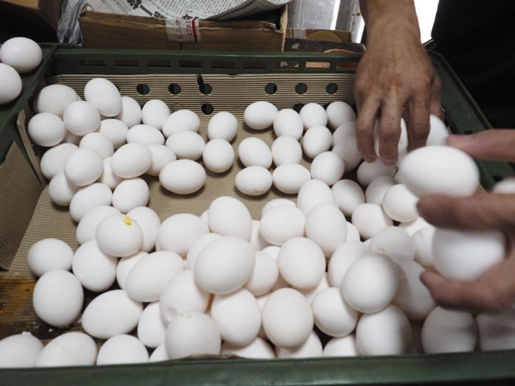 Yumurta krizi Tayvan’a sıçradı