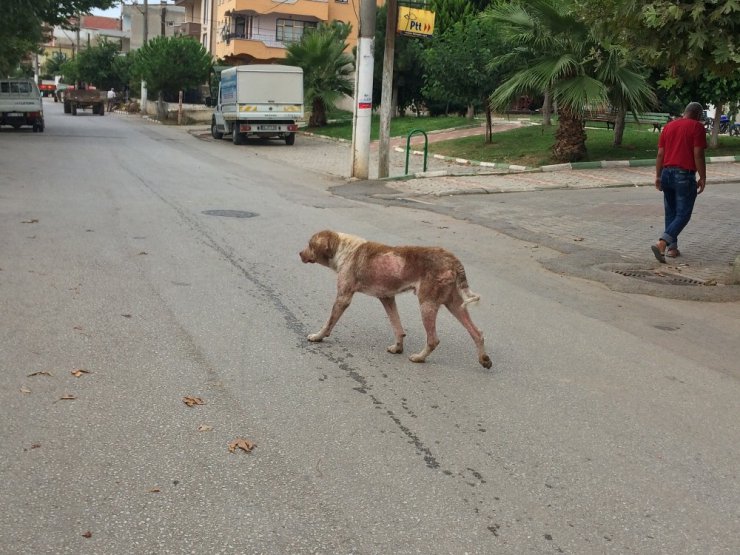 Boyalıcı’yı uyuz köpekler istila etti