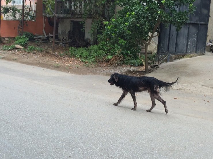 Boyalıcı’yı uyuz köpekler istila etti