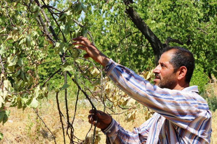 Malatya’da kayısı ağaçları susuzluktan kuruyor