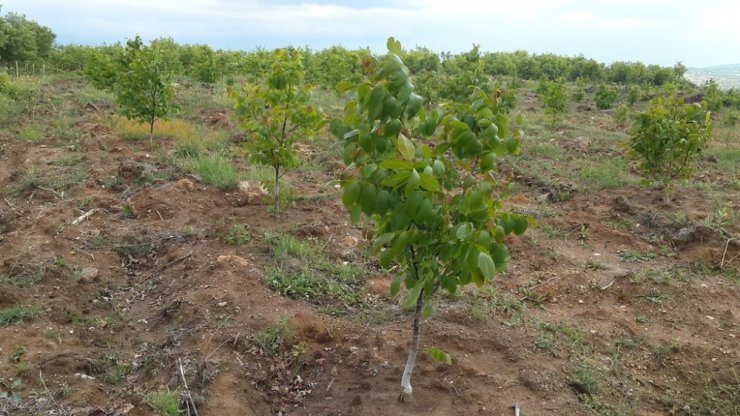 Kütahya’da ’5 bin köye 5 bin gelir getirici orman’ projesi