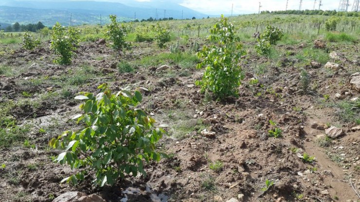 Kütahya’da ’5 bin köye 5 bin gelir getirici orman’ projesi