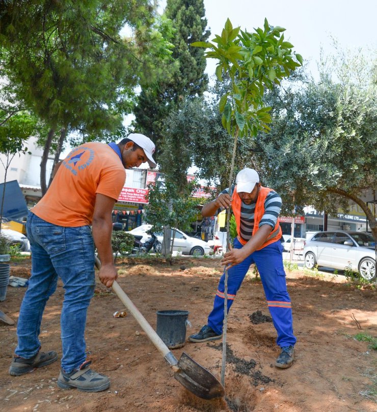 Muratpaşa ’Turunç Çiçeği’ kokacak