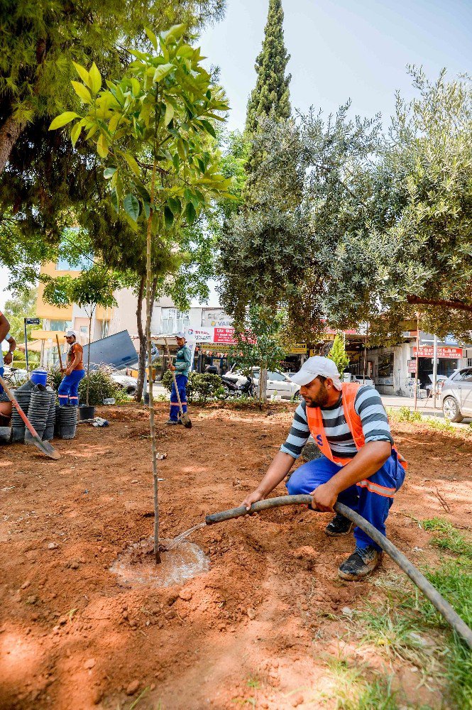 Muratpaşa ’Turunç Çiçeği’ kokacak