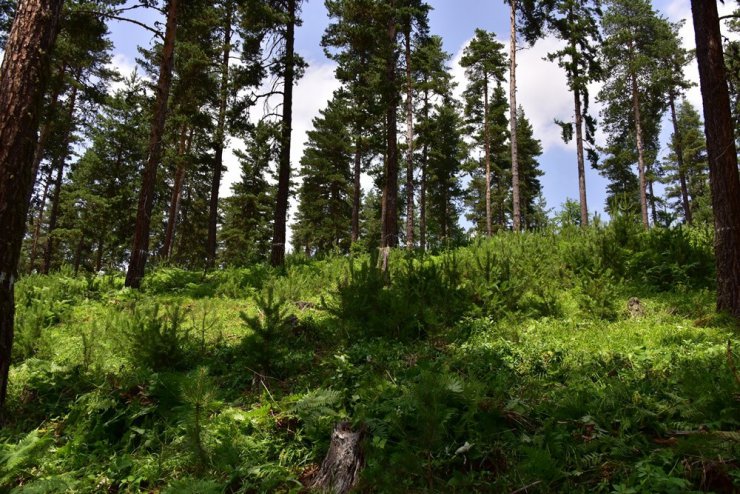 Kastamonu ve Sinop ormanları gençleşiyor