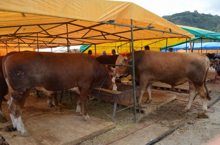 Trabzon’da kurban fiyatları geçen yıla oranla biraz yüksek