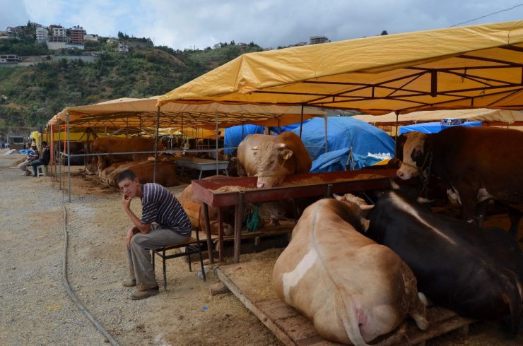 Trabzon’da kurban fiyatları geçen yıla oranla biraz yüksek