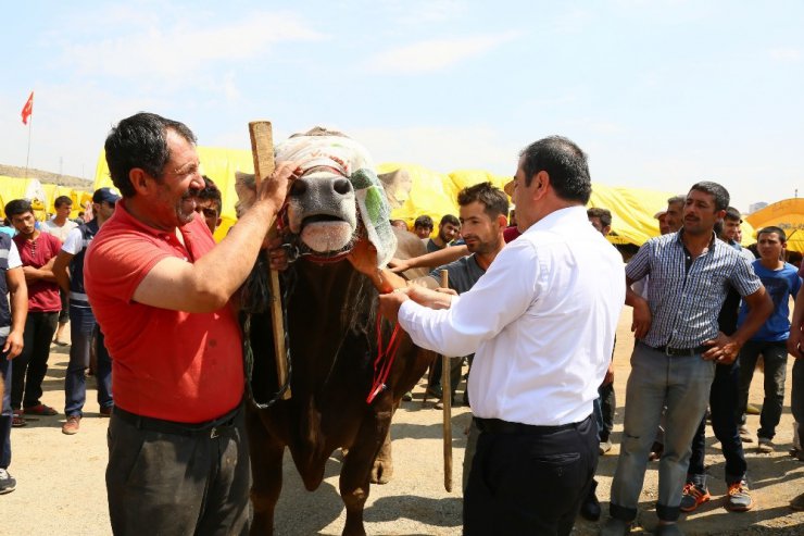 “Şampiyon” şampiyon oldu