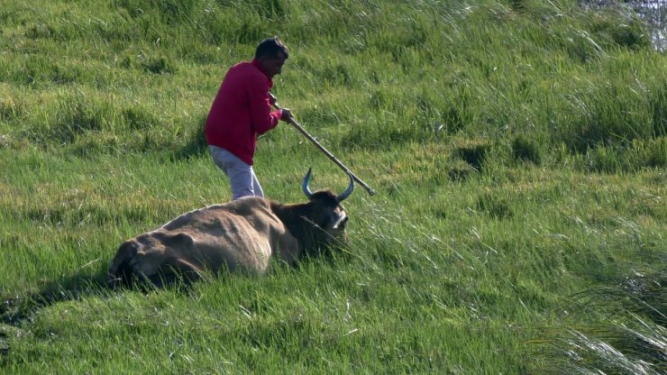 Bataklığa saplanan 2 inek kurtarıldı