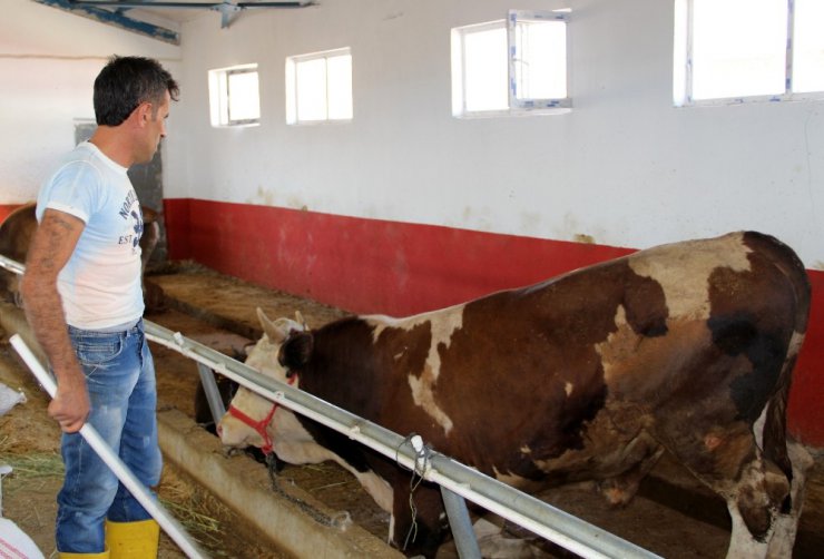 Kurban pazarının en büyüğü ‘Gaddar’ adlı tosun 16 bin 250 liraya satıldı