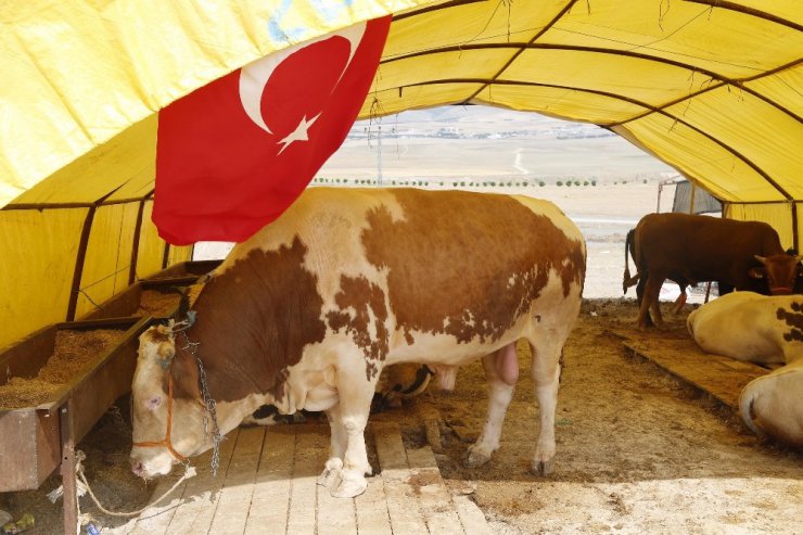 Gölbaşı Belediyesi Kurban Bayramı’na hazır