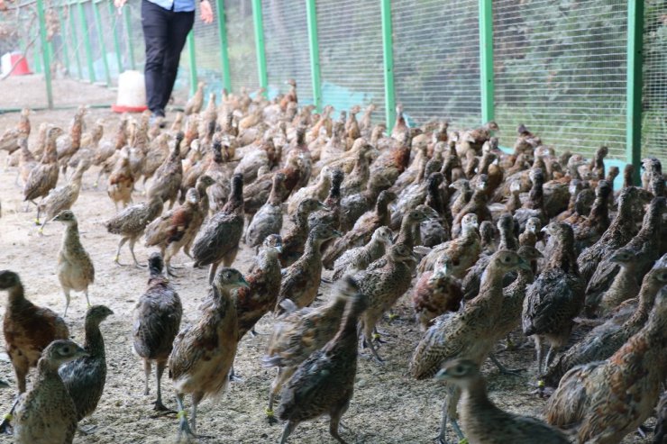 İzmit’te 2 bin sülün doğaya salındı