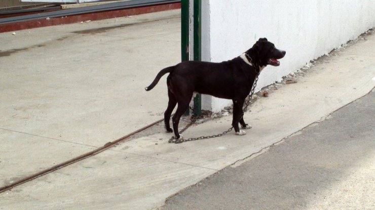 Bekçi köpeği Botti, yarım milyonluk eti çalınmaktan kurtardı