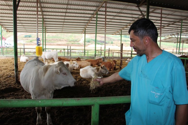 Yenişehir’de hayvancılık gelişiyor