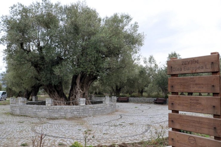 En fazla sofralık zeytin ağacı Manisa’da