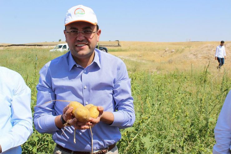 Nevşehir’de patates hasadı başladı