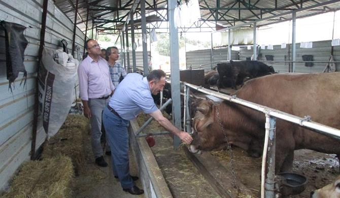 İl Gıda Tarım Ve Hayvancılık Müdürü Yıldız’dan kurbanlık uyarısı