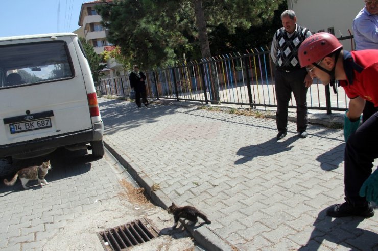 Ağaçta mahsur kalan yavru kedi annesine kavuştu