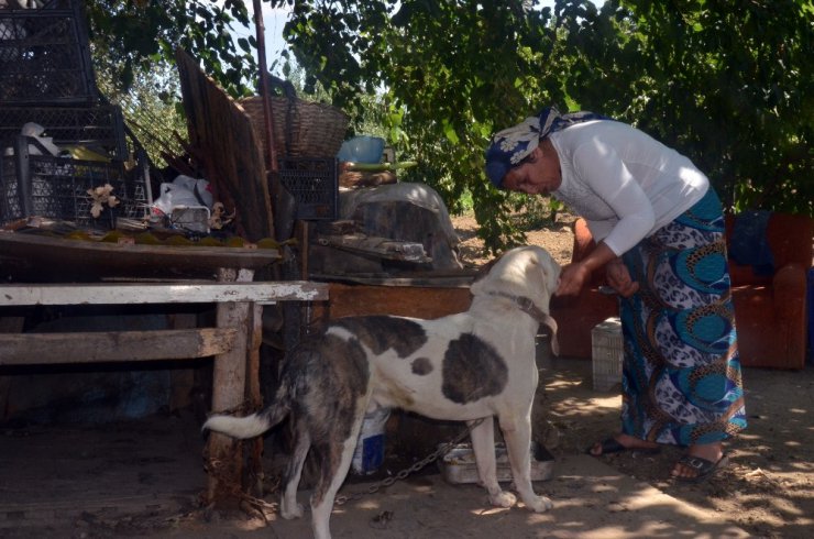 Köpeği çelik iple astılar