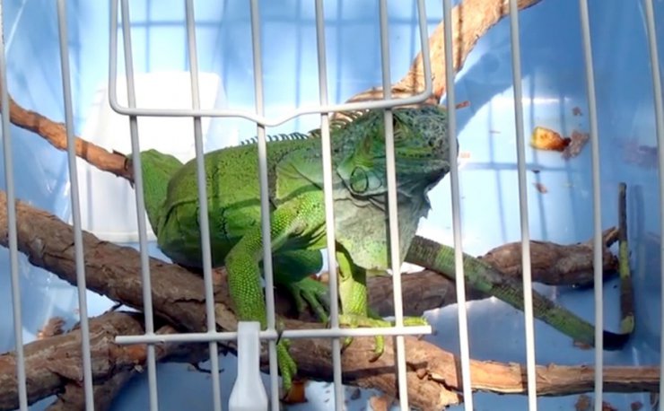 İnşaatta bulunan iguana koruma altına alındı