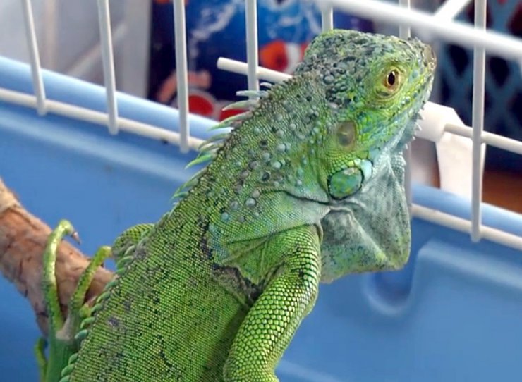 İnşaatta bulunan iguana koruma altına alındı