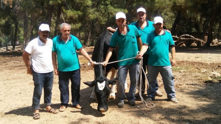 Gaziantep’te drone’li kurban yakalama timi