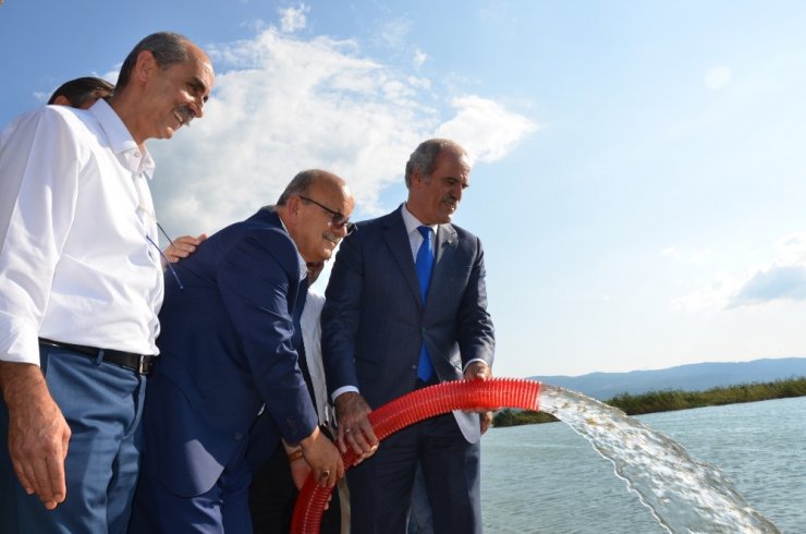 200 bin yavru sazan İznik Gölü ile buluştu