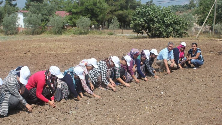 Osmaniye’de kadınlar safran yetiştiriyor