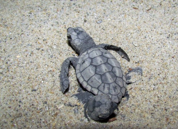 Kuşadası’nda 34 yavru caretta caretta denizle buluştu