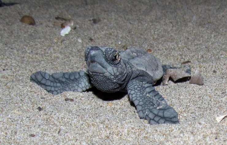 Kuşadası’nda 34 yavru caretta caretta denizle buluştu