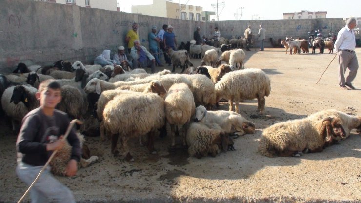 Mardin’de kurbanlıklar görücüye çıktı