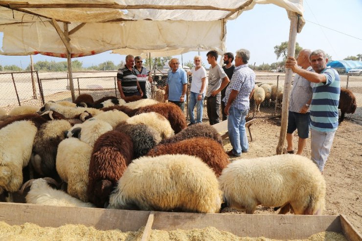 Mezitli Belediyesi Kurban Bayramı’na hazır