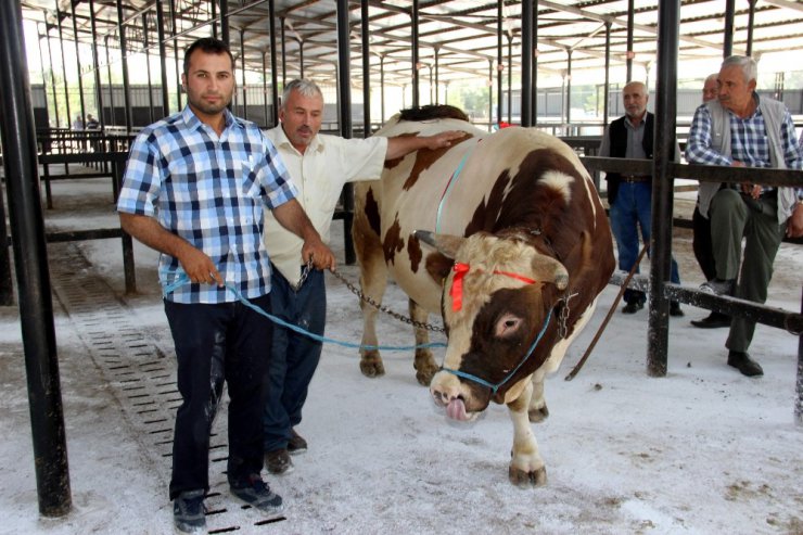 Bir tonluk kurbanlık ilgi görüyor