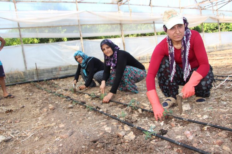 Fidelikten çıkan güzlük domatesler fidanları toprakla buluşuyor