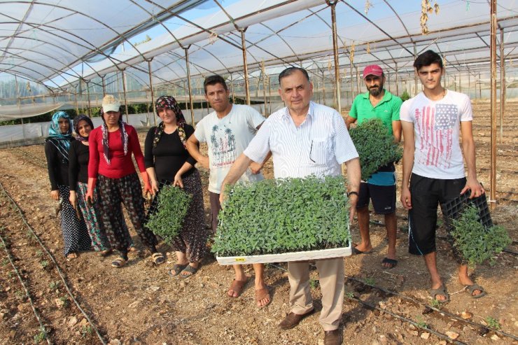 Fidelikten çıkan güzlük domatesler fidanları toprakla buluşuyor