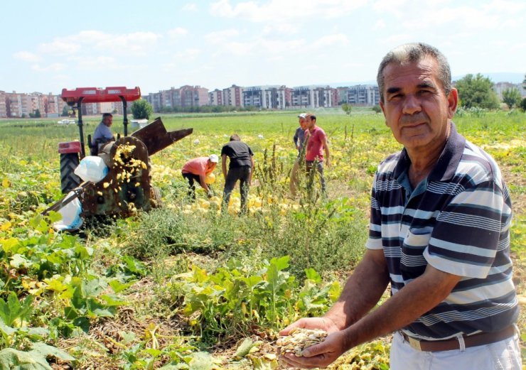 İlk kez ekildi, üreticiyi güldürdü