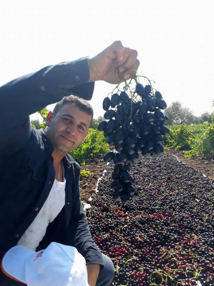 ‘Horoz karası’ cinsi üzüm kurutulmaya başlandı