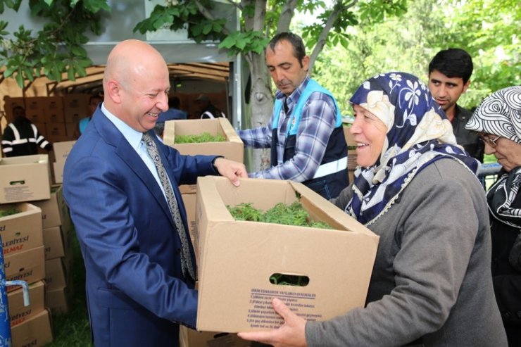 Kocasinan Belediyesi’nin dağıttığı fideler ürün verdi