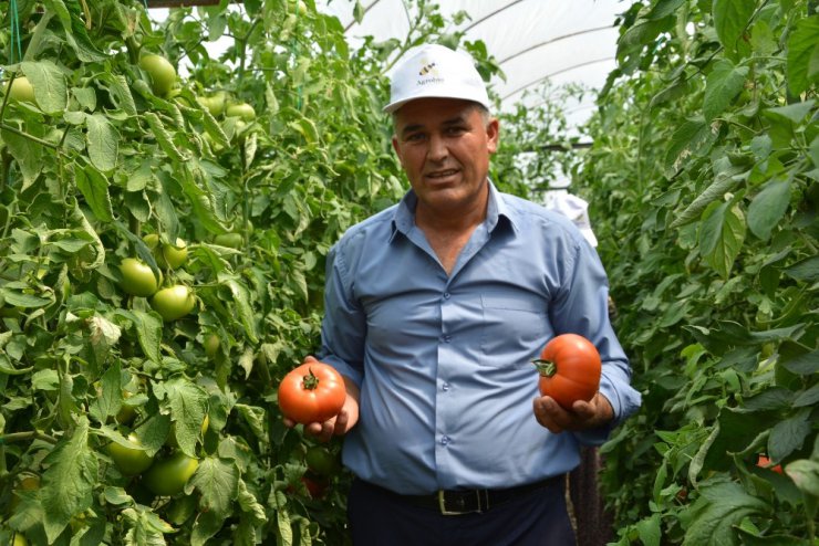 Yayla domatesi Katar sofrasında